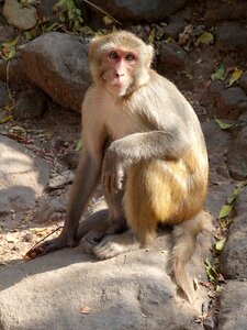Mammal macaque photo