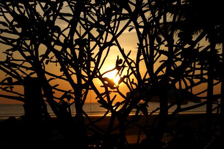 Tree silhouette sunset photo