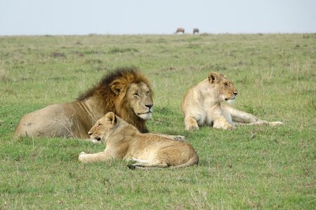 Grass animal lions photo