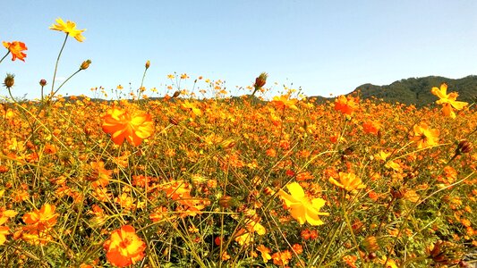Plants wildflower spring