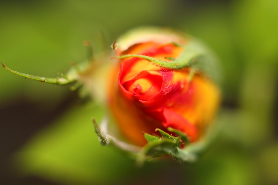 No one sheet rose