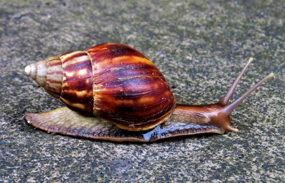 Invertebrates the exoskeleton guadeloupe