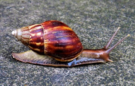 Invertebrates the exoskeleton guadeloupe photo