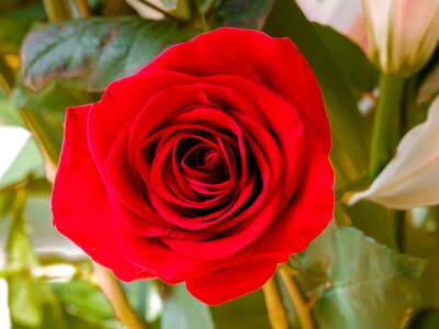 Flora floral romance