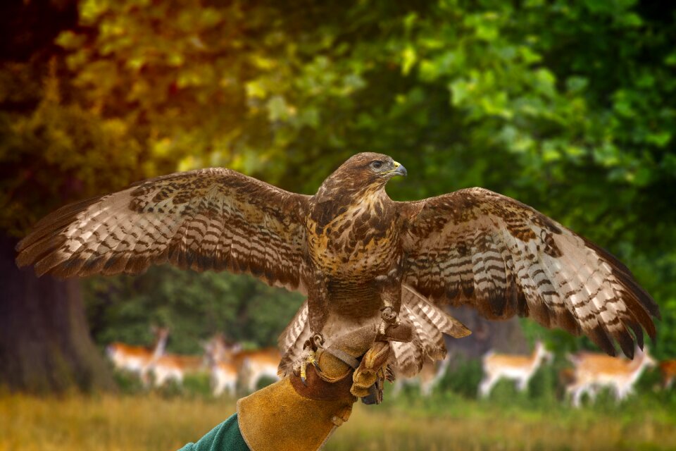 Bird of prey bird wildlife