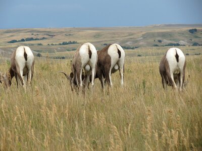 Usa prairie rump