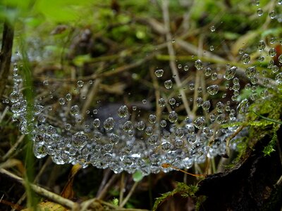 Macro dew-drop nature photo