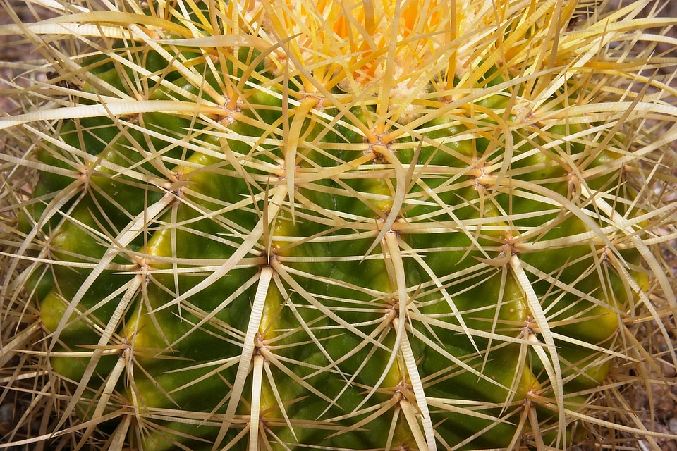 Scenic cactus nature