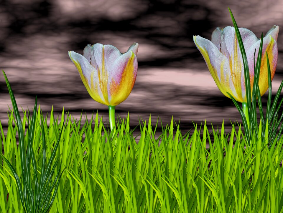 Flor de tulipan green black sky