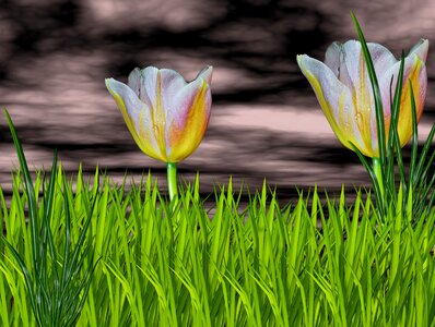Flor de tulipan green black sky photo