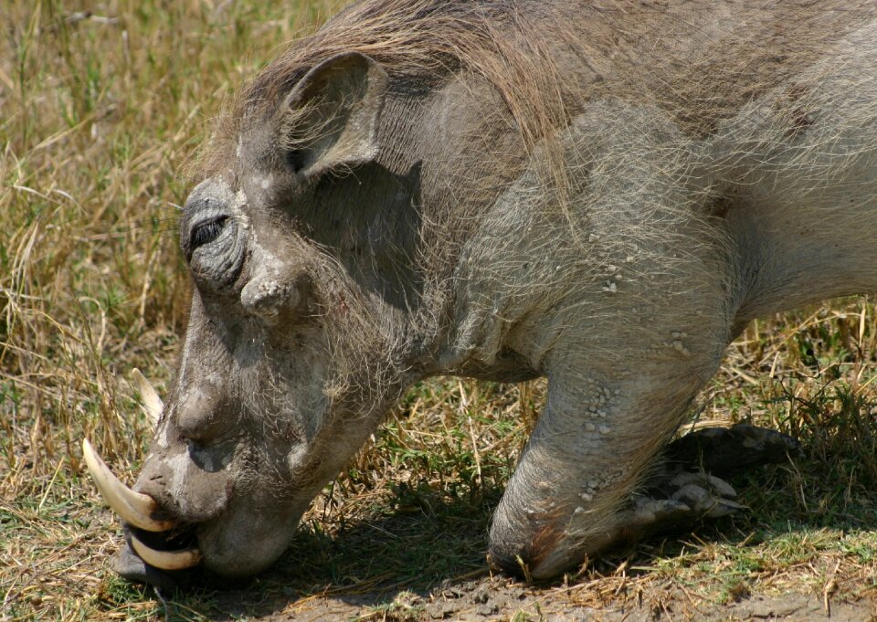 Nature wild warthog