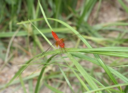 Grass outdoors insect