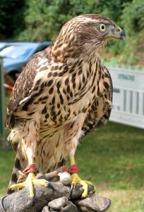 Adler animal bird of prey