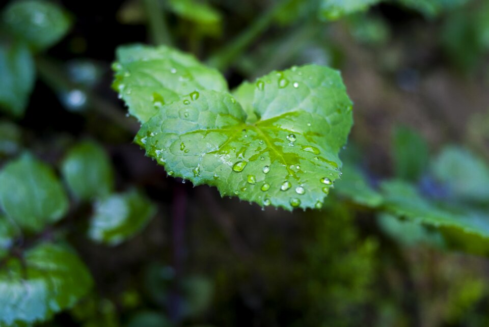 Nature outdoors environment