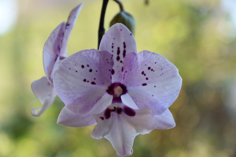 Garden fulfillment flowering