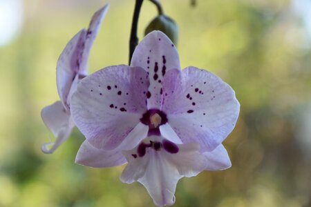Garden fulfillment flowering