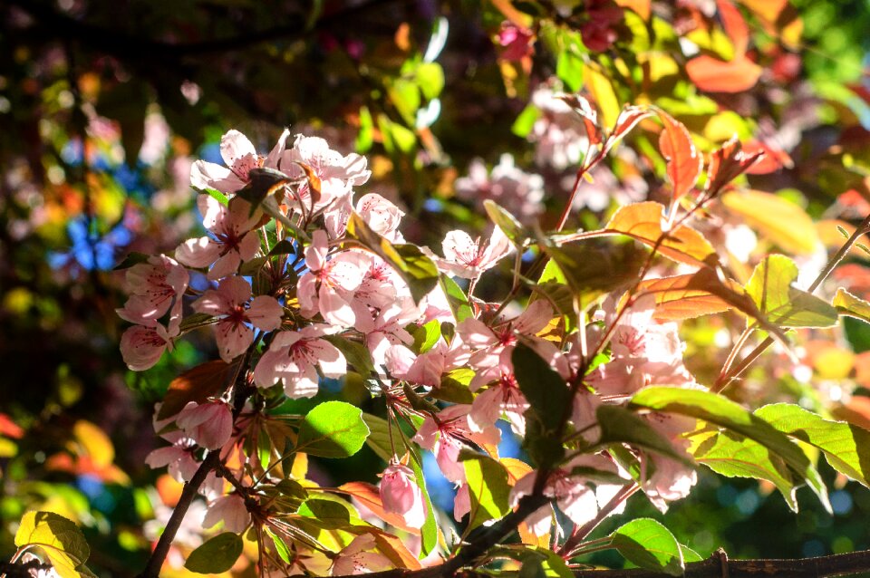 Plant season flower