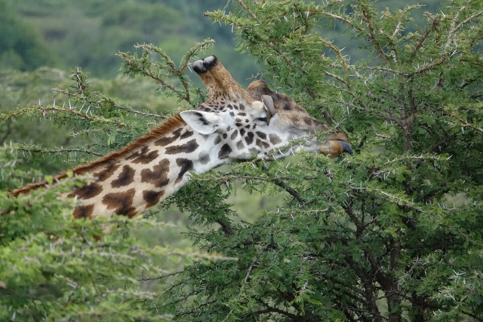 Wild outdoors giraffe