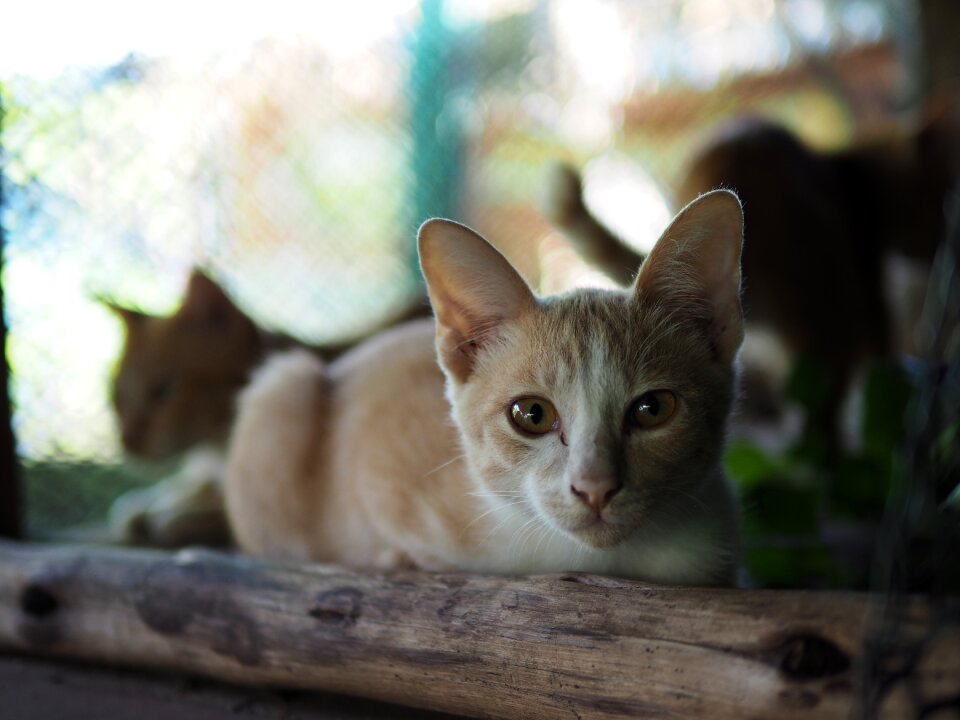 Mammal portrait photo