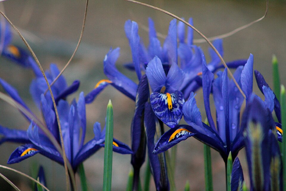 Iris spring blue