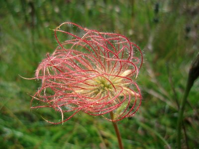 Alpine summer meadow