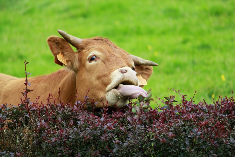Nature mammal cow