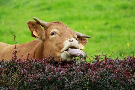 Nature mammal cow photo