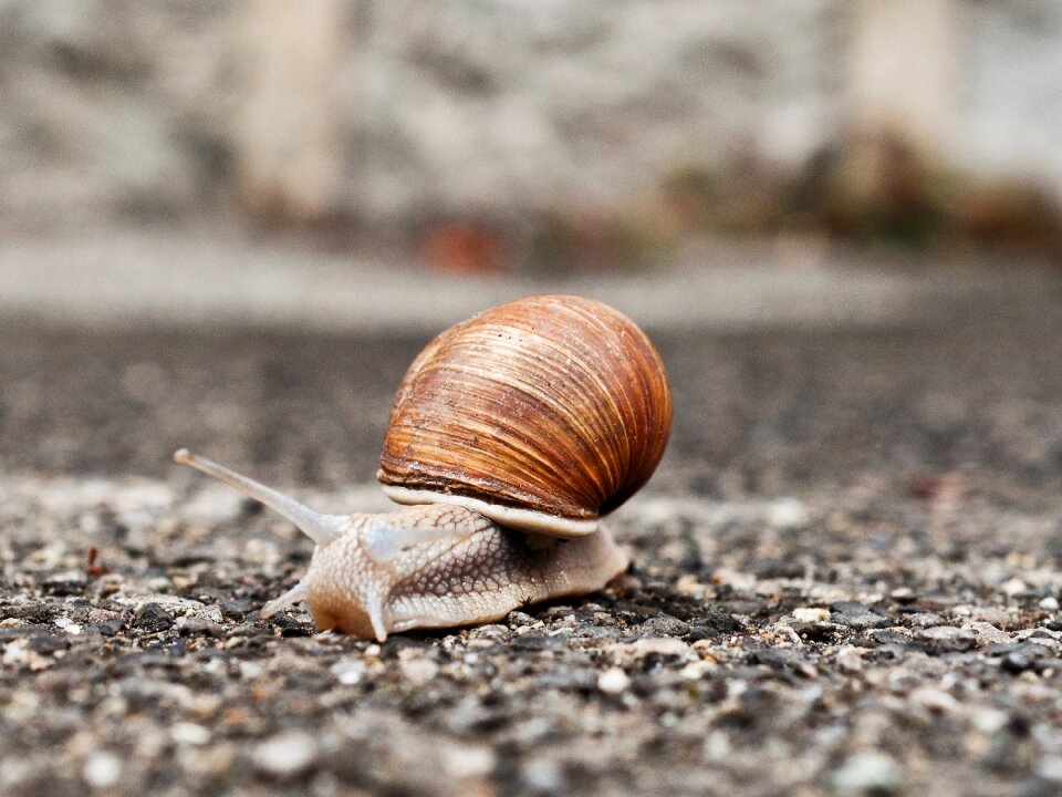Exoskeleton shellfish slimy