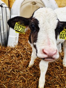 Livestock mammal dairy