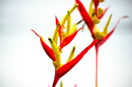 After rain plant red