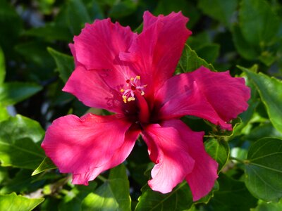 Leaf garden hibiscus photo