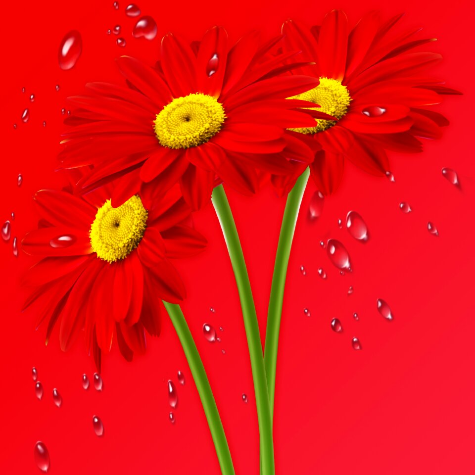 Flowers flower red