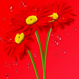Flowers flower red