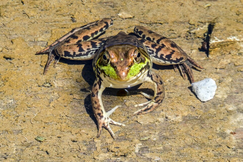 Reptile frog bullfrog photo