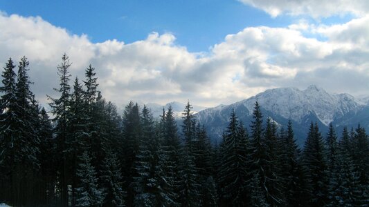 Panoramic winter forest photo
