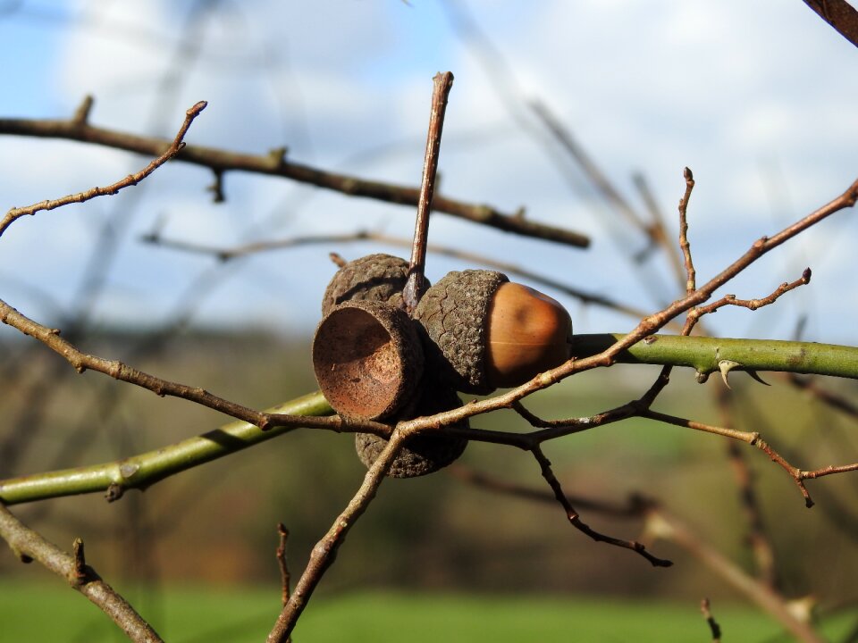 Close up acorn oak