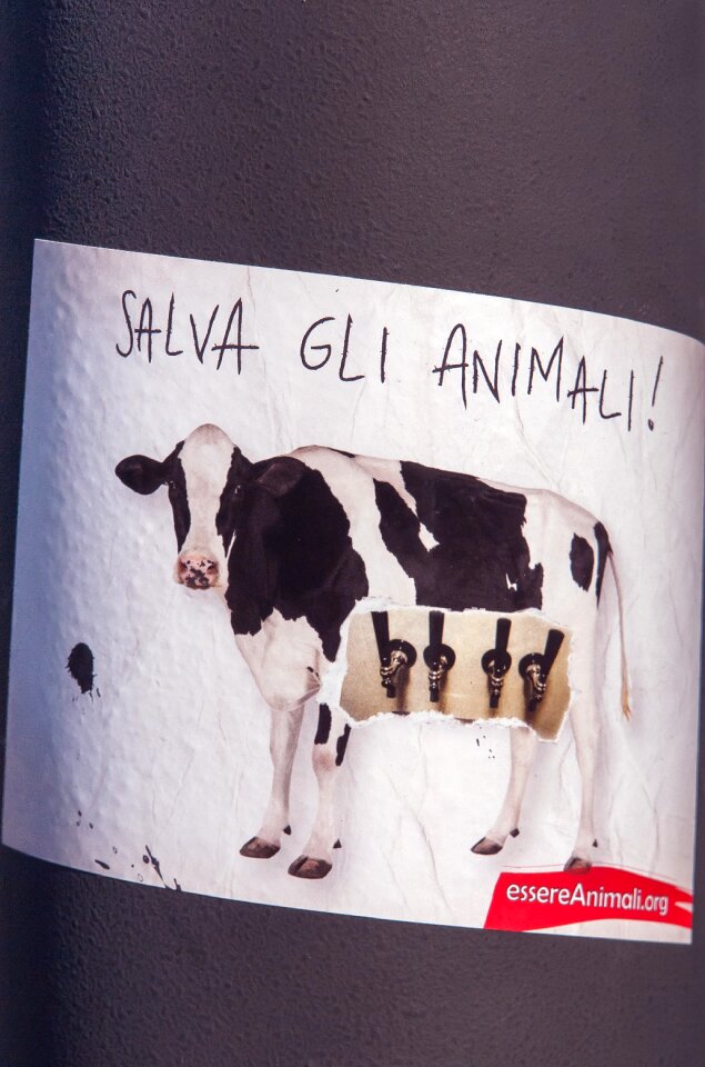 Italy vegan vegetarian