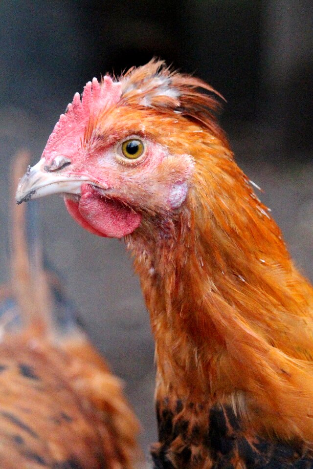 Nature hen sulmtaler