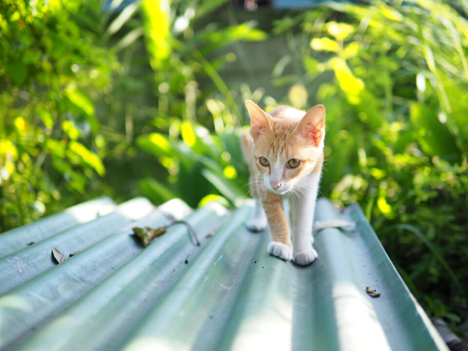 Cute garden cat