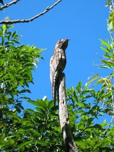 Outdoors birds wild life photo