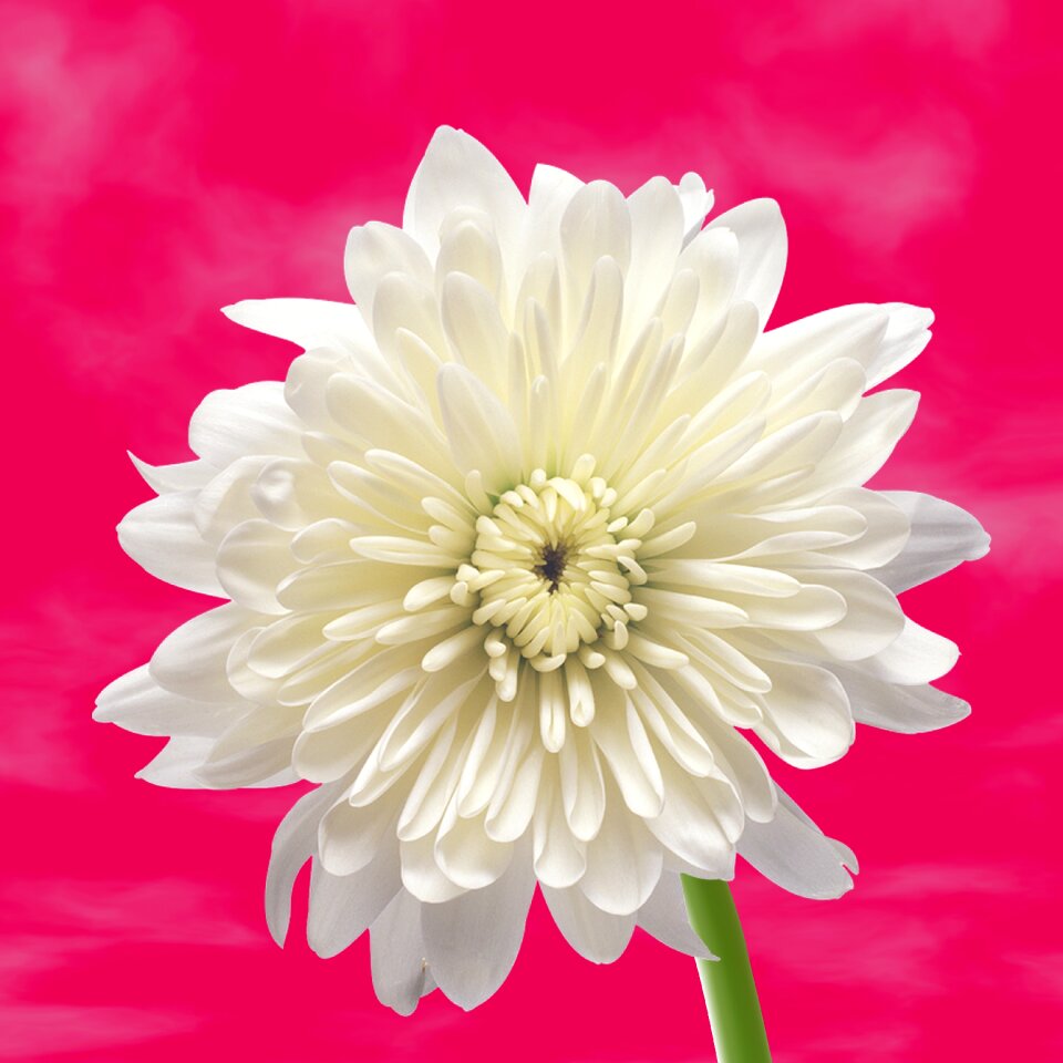 Background flowers white