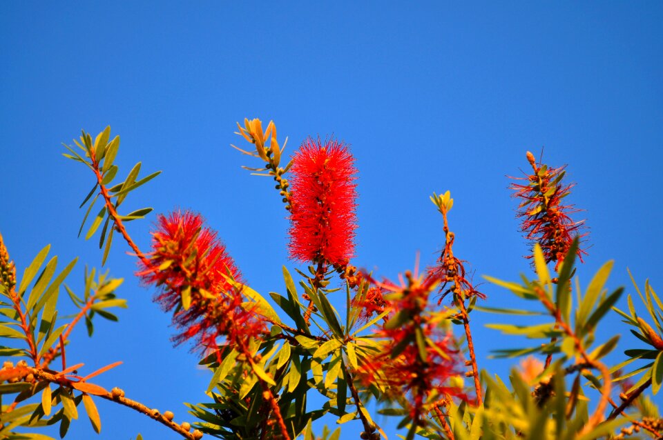 Tree plant flower
