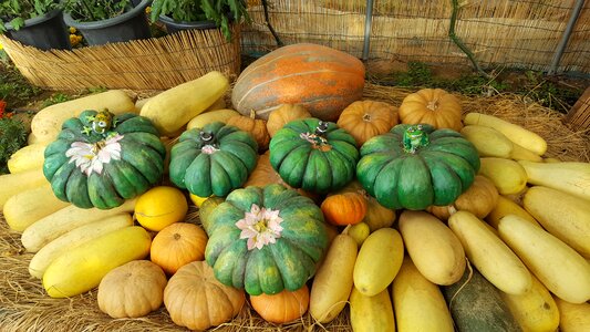 Ranch food vegetable