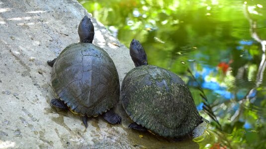 Reptile tortoise photo