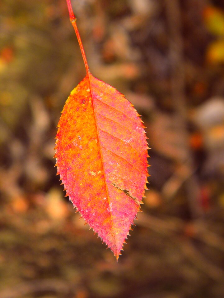 Flora maple season photo