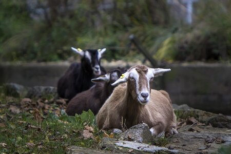 Animal park berlin prima donna goat