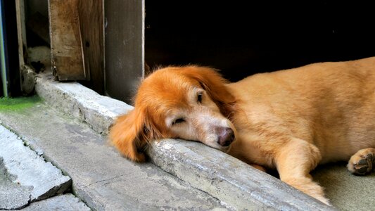 Dog pets sleep photo