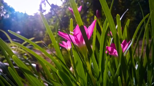 Summer grass photo