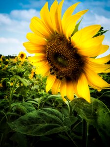 Summer sunflower schönwetter
