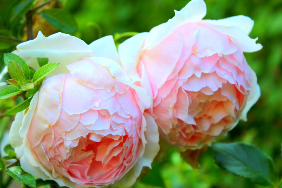 Flora nature pink roses